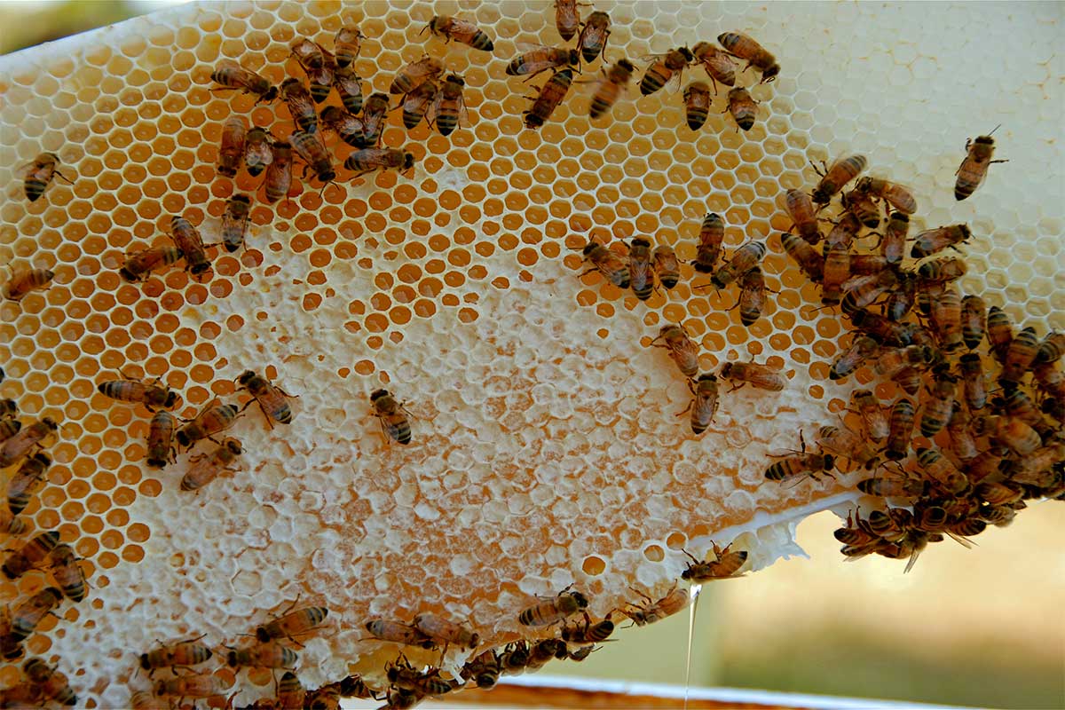 Bees and honey comb